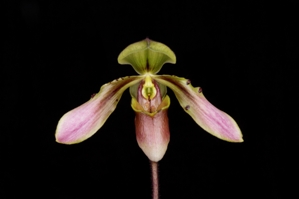 Paphiopedilum bullenianum Watermelons HCC/AOS 76 pts.